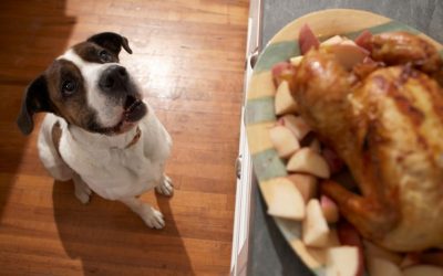 Hranjenje pasa ostacima: zašto pas ne treba da jede vašu hranu
