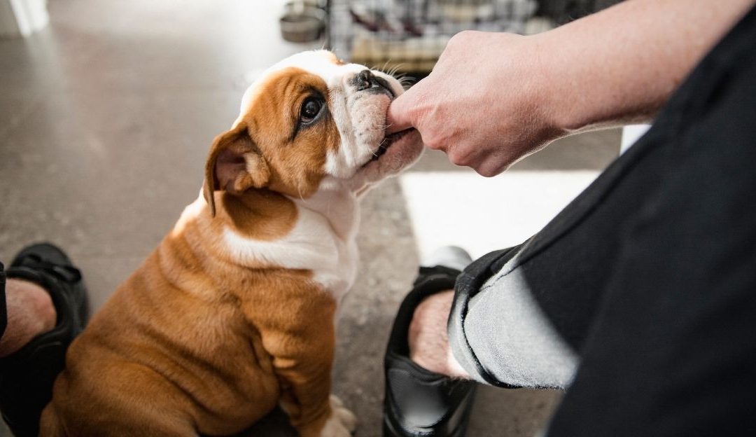 Zašto pas gricka i šta to govori o postavljenim granicama