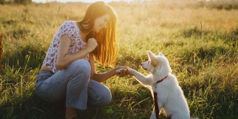Pas miran pored čoveka u stavu sleđenja i harmonije