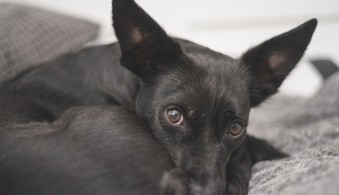 Pas uzet iz azila izgleda tužno i povučeno dok sedi u uglu novog doma