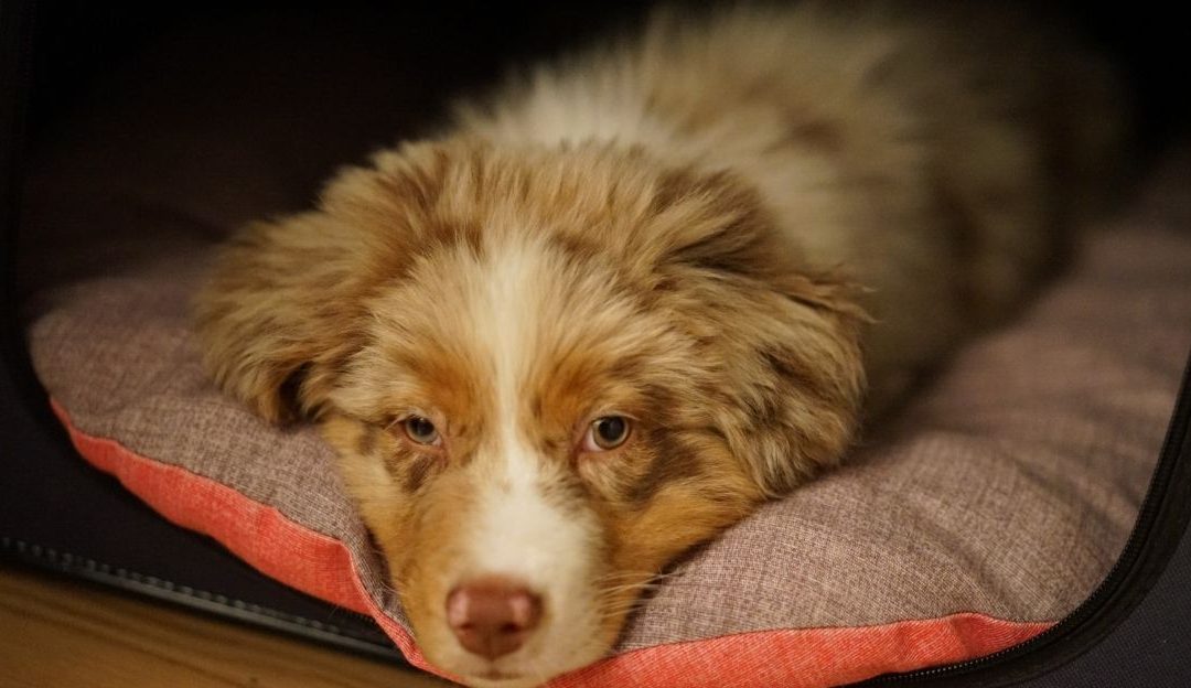 Zašto biramo psa, a odlažemo dete