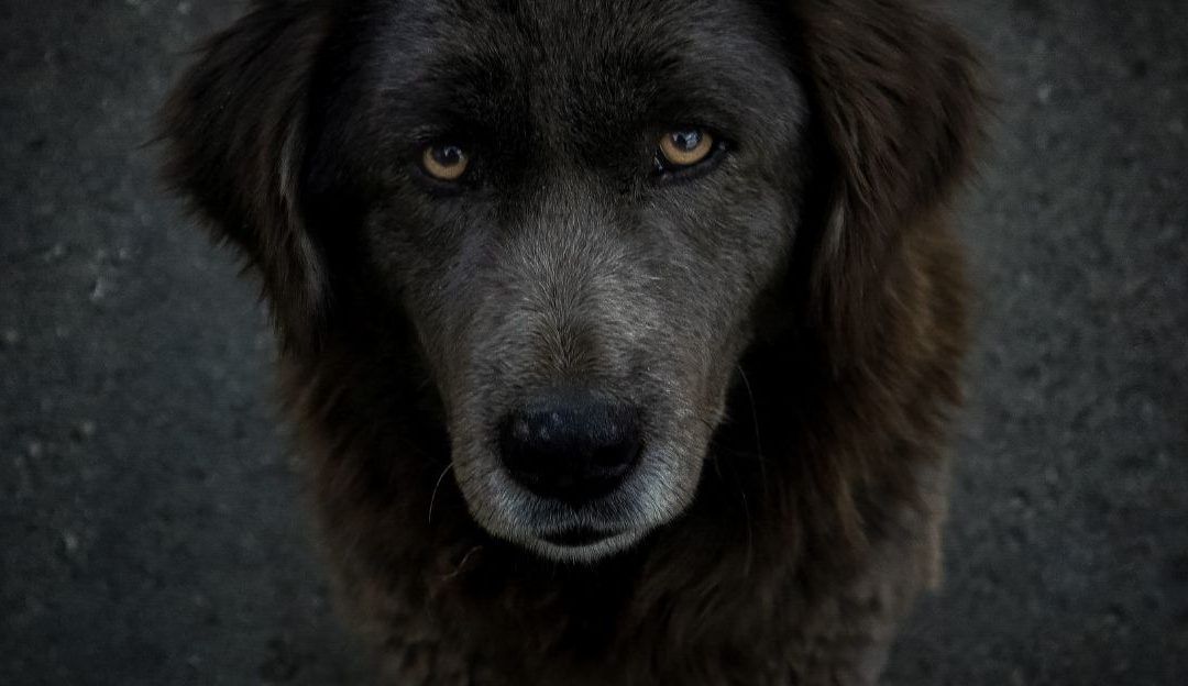 Zašto pas neće da dođe kada ga zovete