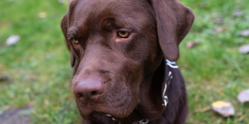 Pas pored vlasnika kao ogledalo nesigurnosti i stresa