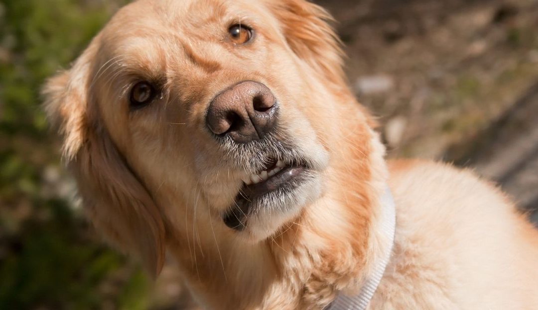 Pas nikada ne bi ovo uradio – zašto ti radiš?