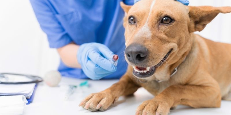 Veterinar priprema psa za sterilizaciju