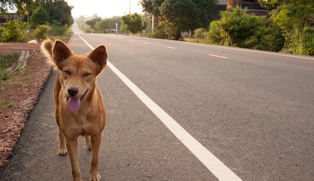 Da li psi dobijaju tumor ako se ne sterilišu?