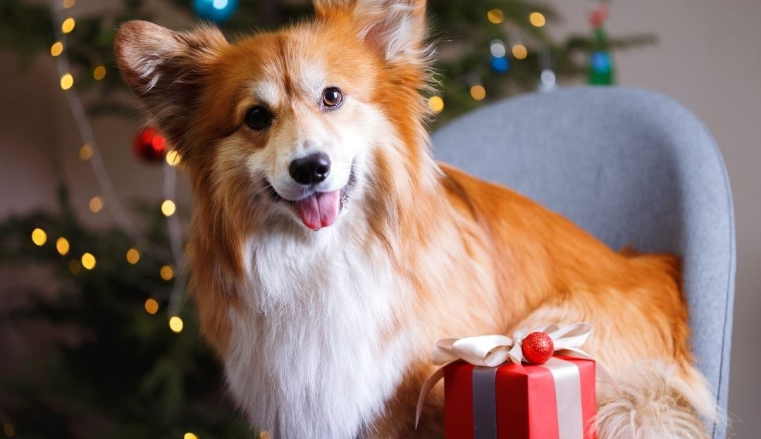 Psi donose sreću i osećaj mira