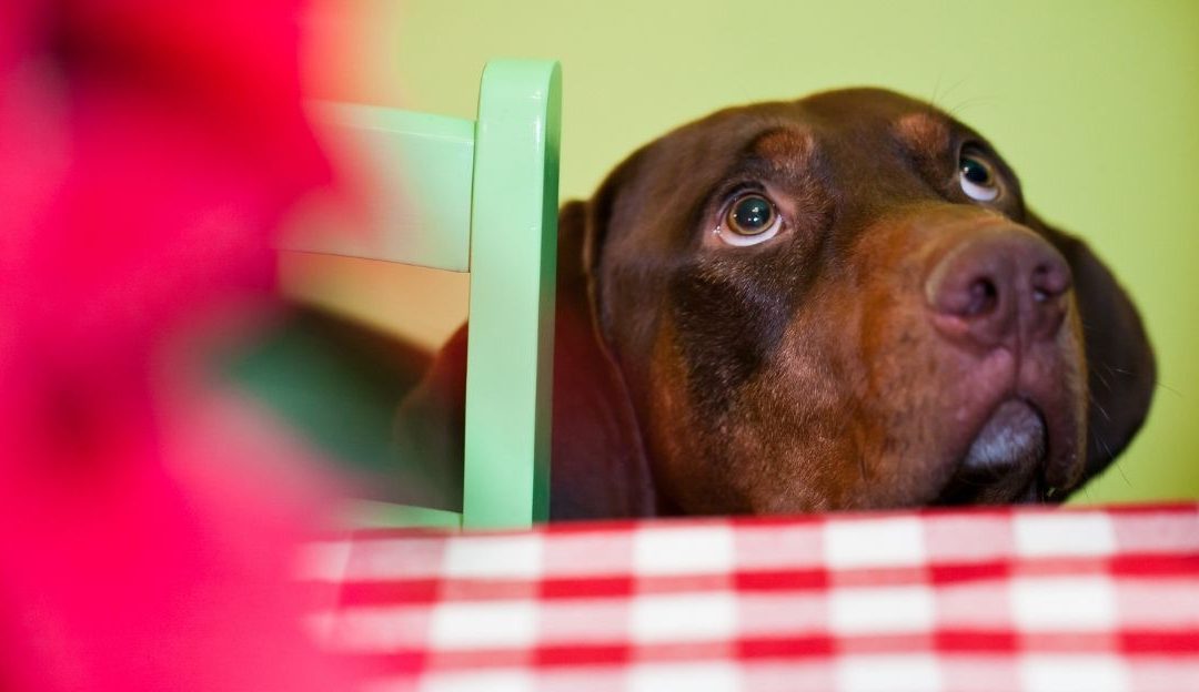 Pas koji traži hranu dok vlasnik jede za stolom