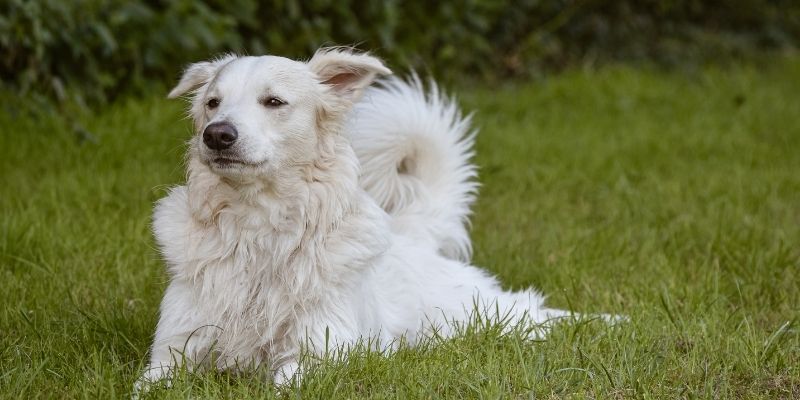 Pogrešna emotivna veza sa psom