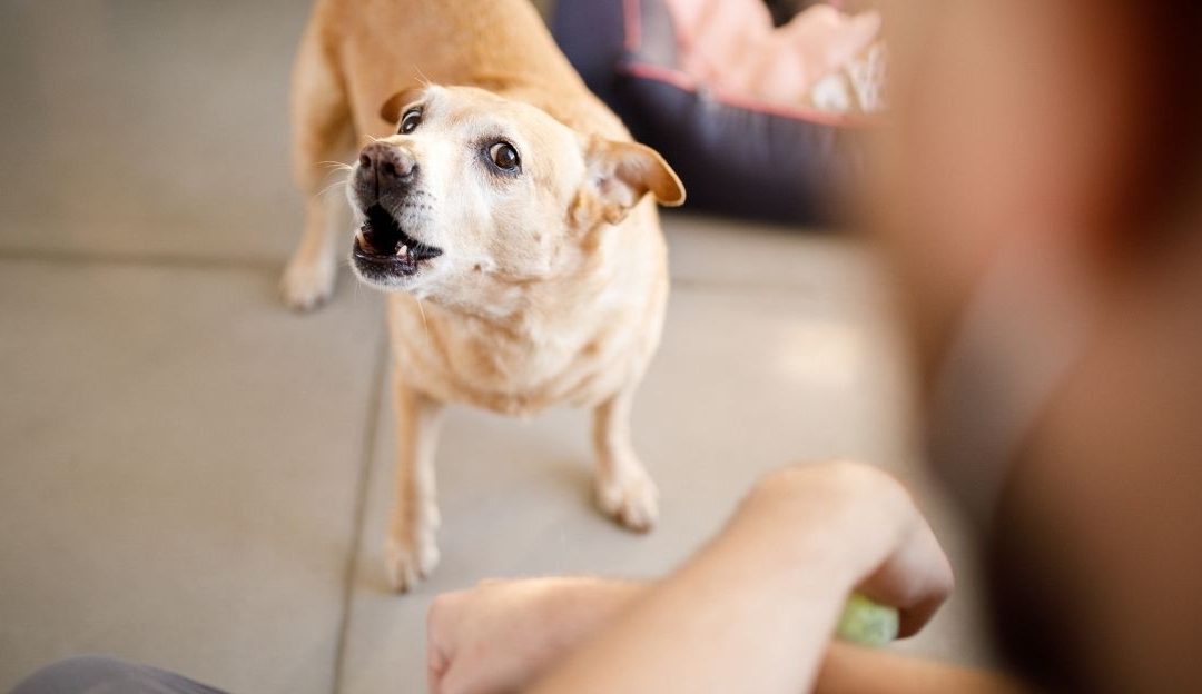 Zašto me moj pas ujeda?