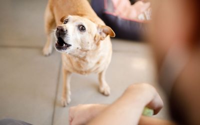 Zašto me moj pas ujeda?