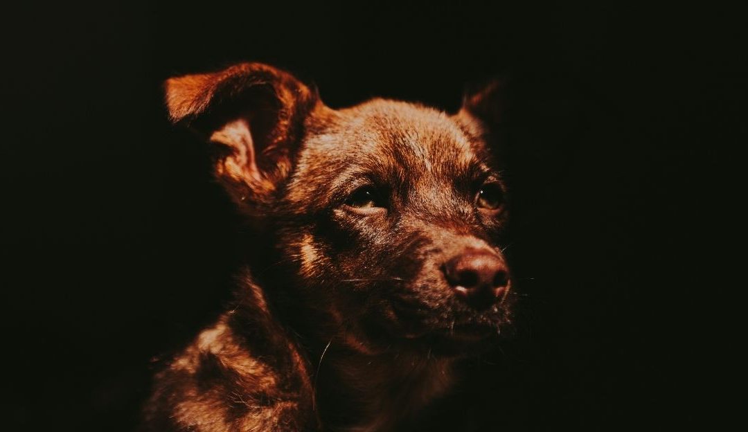 Kako obući psa da se ne plaši petardi: Tehnika umirivanja