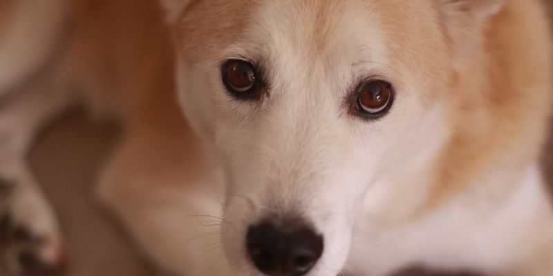 Uznemiren pas kao dokaz da neproživljene rane progovaraju kroz ponašanje ljubimaca