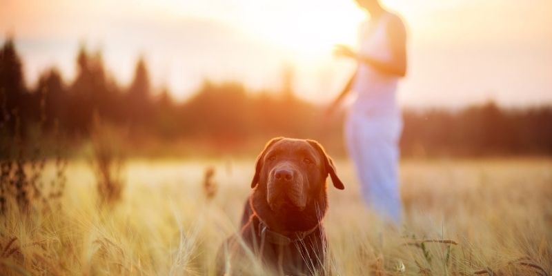 Pas vraćen sebi: Autonomno i stabilno biće koje bira odnos u prirodi