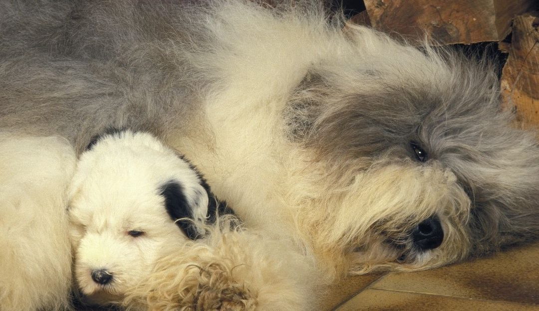 Koji je najbolji momenat za predaju štenaca?