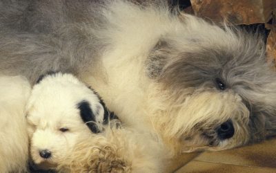 Koji je najbolji momenat za predaju štenaca?