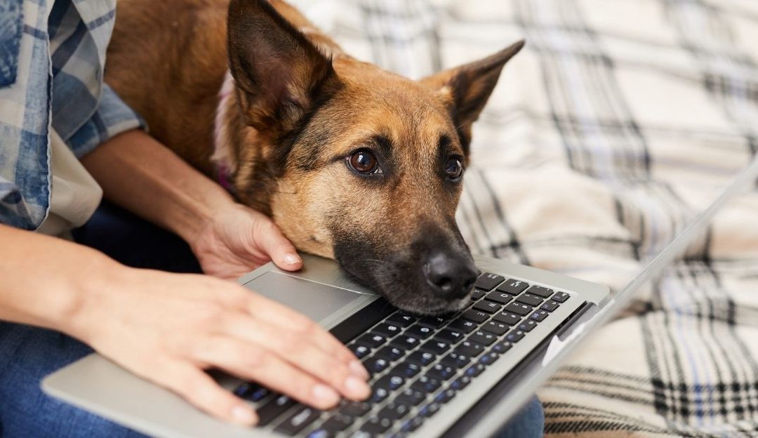 Pas koji traži utehu kao simbol za nedostatak odrasla ljubav prema psu