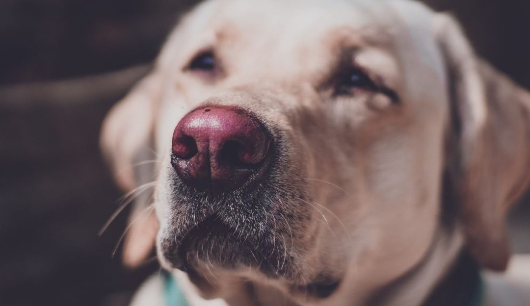 pas koji oseća strah zbog kažnjavanja