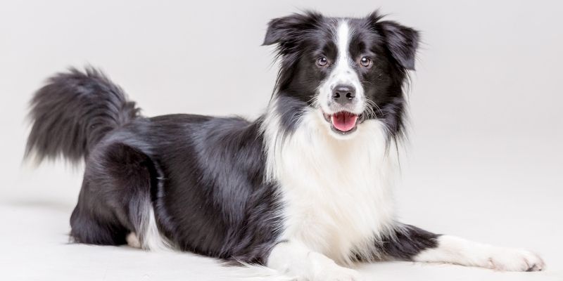 Skretanje pažnje psa pre uzimanja kosti