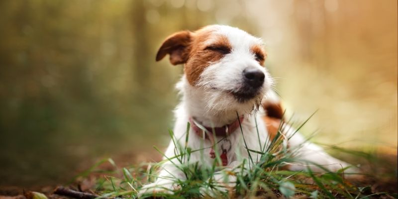 Miran i samostalan pas kao rezultat koji daje odrasla ljubav prema psu