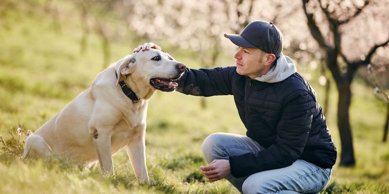 Slobodan pas u prirodi bez tenzije koju stvaraju nevidljivi lanci