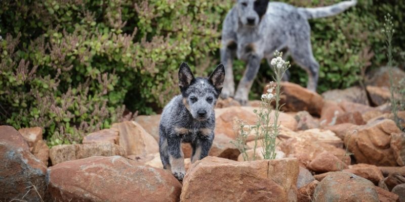 Socijalizacija štenaca pre predaje