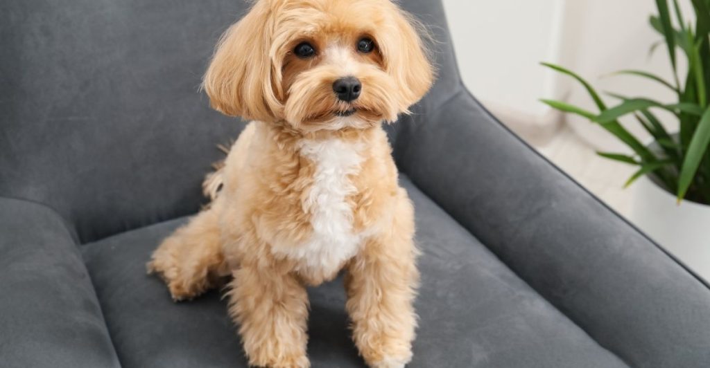 Stres kod psa izazvan emocionalnim pritiskom