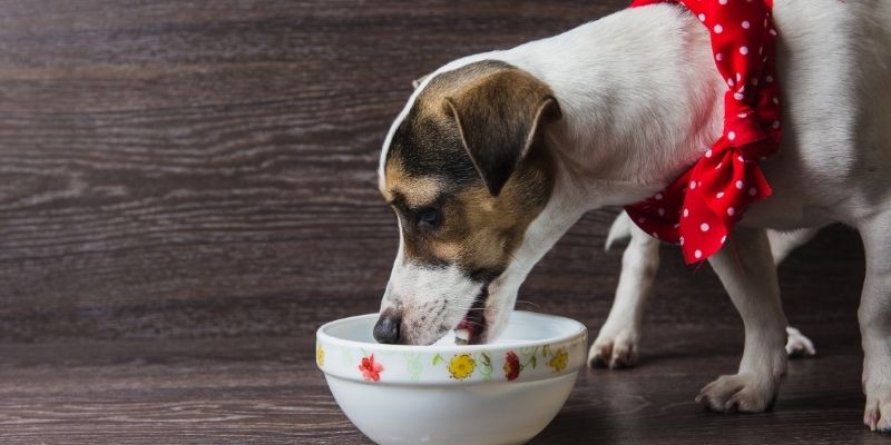 Pas koji jede u svoje vreme i prostoru