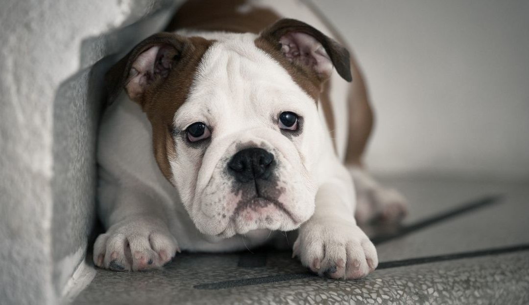 Traumatična dresura pasa izaziva stres i strah