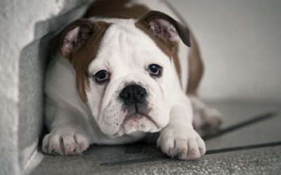 Da li je dresura traumatična za pse? Istina o metodama koje ostavljaju trajne posledice