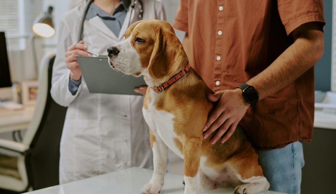 Miris urina kao znak urinarne infekcije kod psa