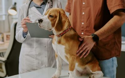 Da li se po mirisu može prepoznati urinarna infekcija kod psa?