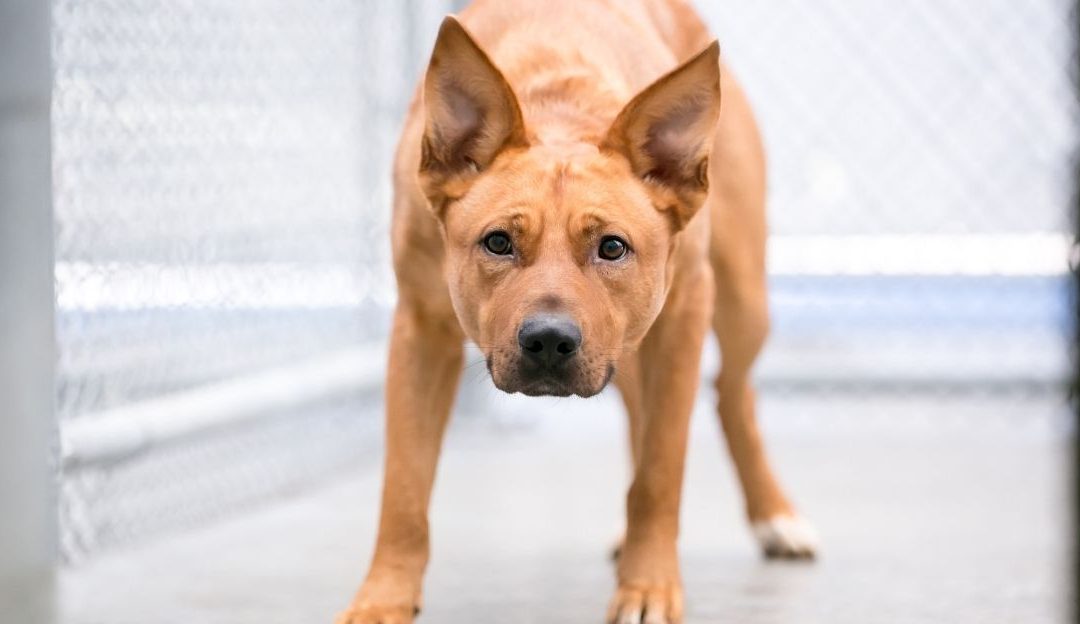 Usvojeni pas koji pokazuje znakove nesigurnosti