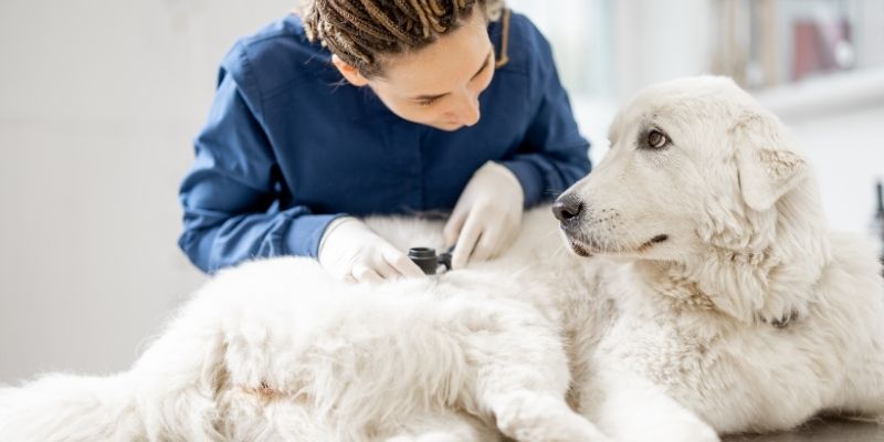 veterinar proverava da li pas piški po stanu zbog infekcije