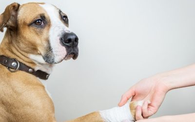 Posekotina šape kod psa: kako zarasta i kada je problem