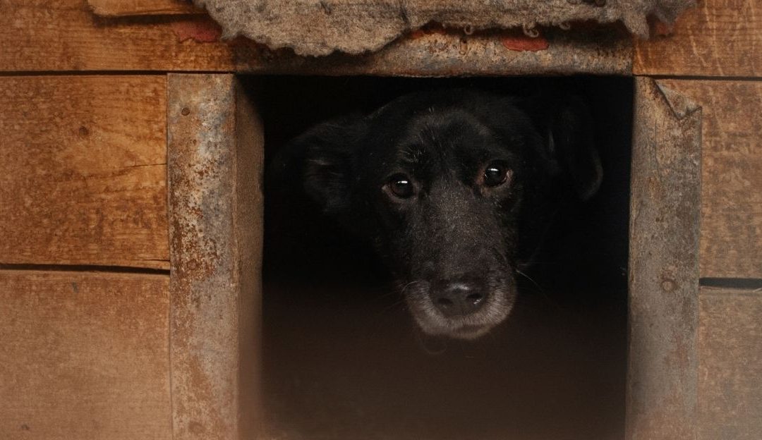 Crni pas, belo ogledalo društva: Zašto ih najlakše odbacujemo