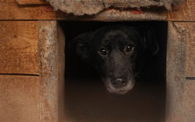 Crni pas, belo ogledalo društva: Zašto ih najlakše odbacujemo