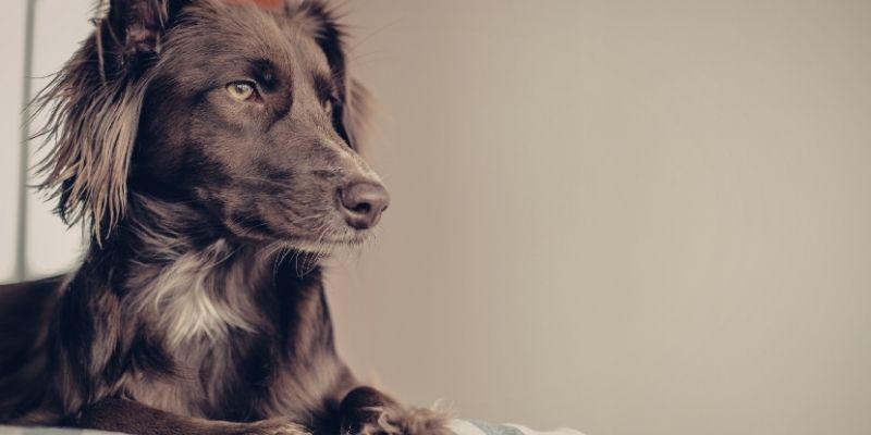 Mirno okruženje smanjuje suzenje očiju kod pasa