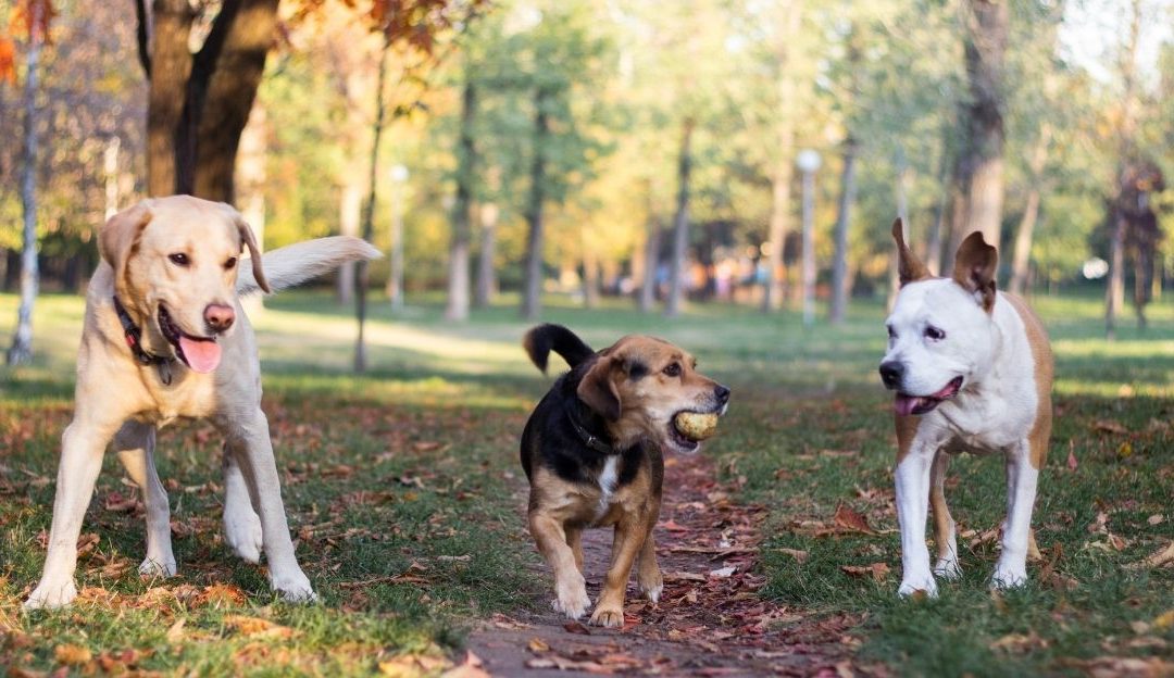 Ponašanje psa: Zašto rasa ne određuje karakter