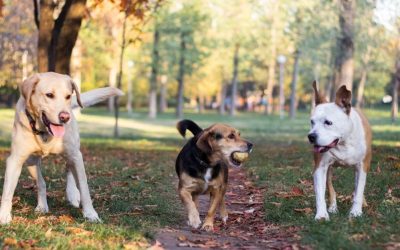 Ponašanje psa: Zašto rasa ne određuje karakter