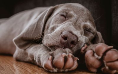 Peti prst kod pasa: Čemu služi i kada ga treba ukloniti