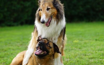 Ljubomora kod pasa: Šta raditi kada pas napada drugog psa