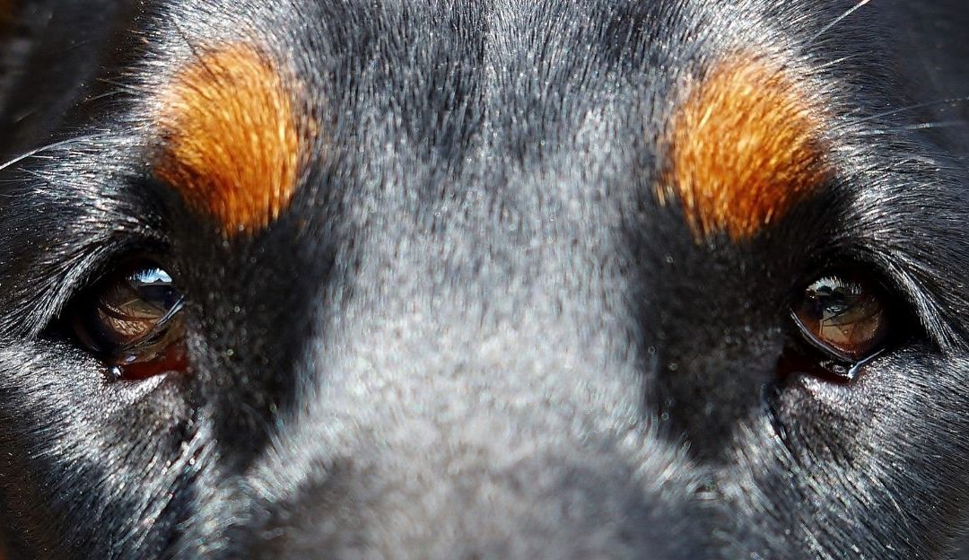 Suzne oči kod pasa kao posledica stresa