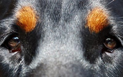 Suzne oči kod pasa: kada uzrok nije infekcija