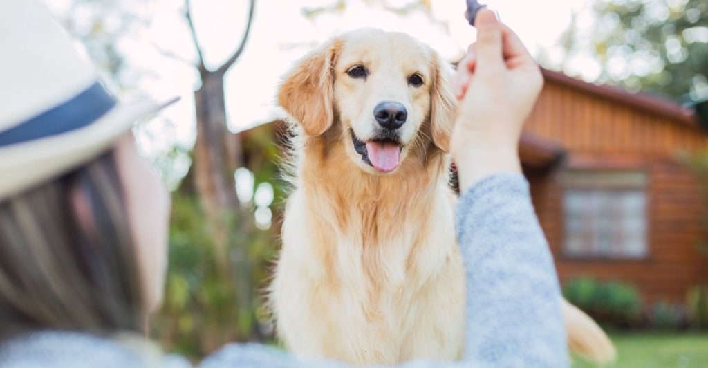 domaće poslastice za pse