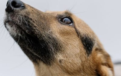 Gvozdena ruka vaspitanja: Da li električne ogrlice zapravo lome pse?