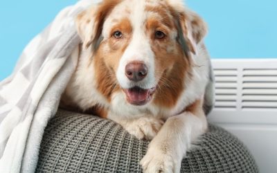 Ženka u teranju: Da li se hormoni mogu smiriti?