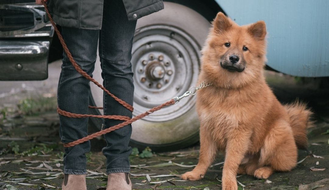 Granice kod pasa počinju od odgovornosti vlasnika