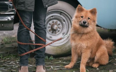 Pas nema problem s granicama — mi imamo