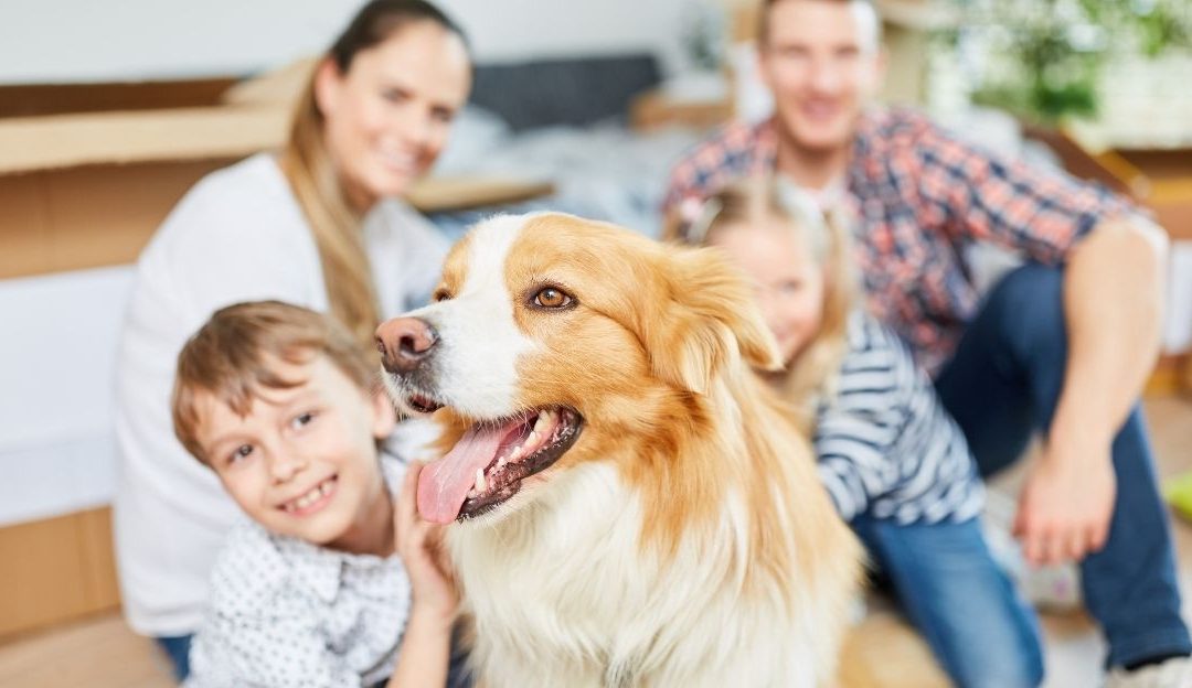 Harmonija čoveka i psa u mirnom i uređenom domu